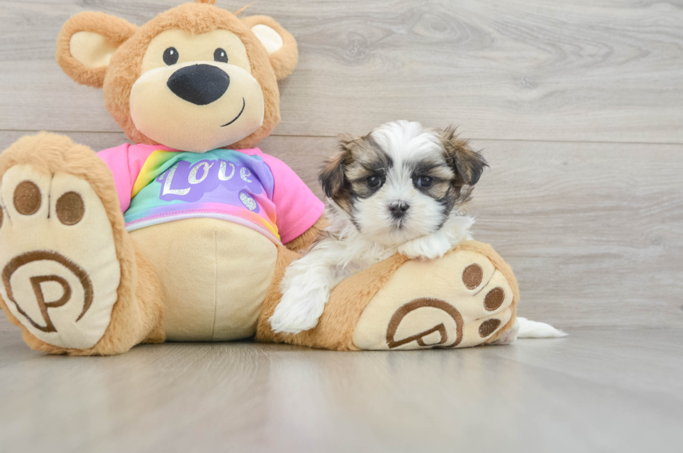 5 week old Teddy Bear Puppy For Sale - Lone Star Pups