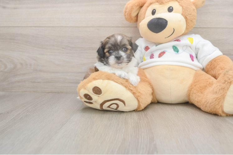 Adorable Shit Designer Puppy