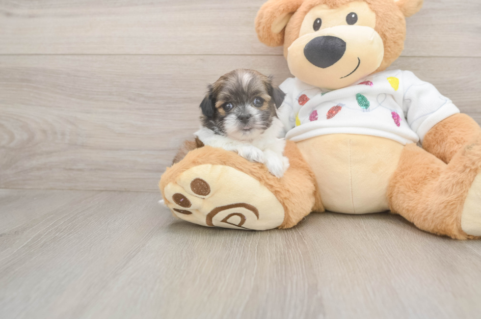 5 week old Teddy Bear Puppy For Sale - Lone Star Pups