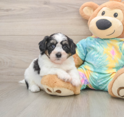 7 week old Teddy Bear Puppy For Sale - Lone Star Pups