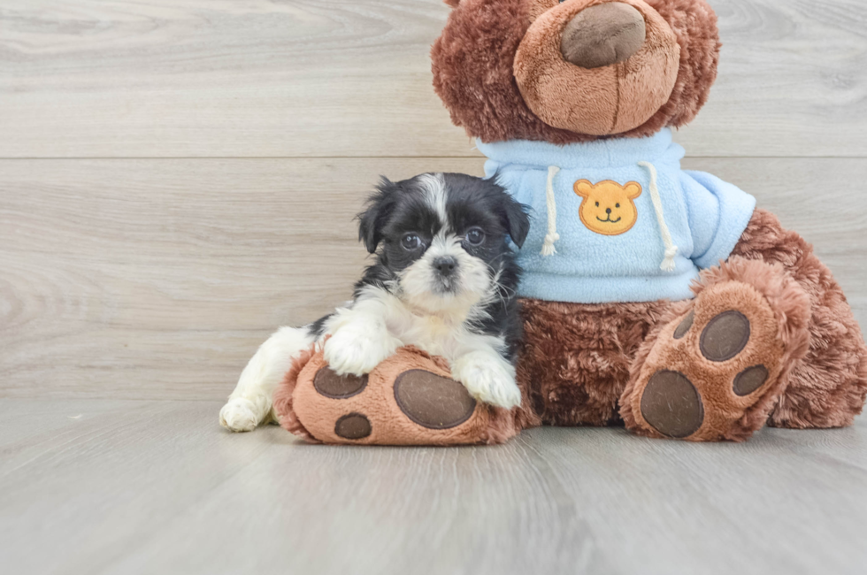 6 week old Teddy Bear Puppy For Sale - Lone Star Pups