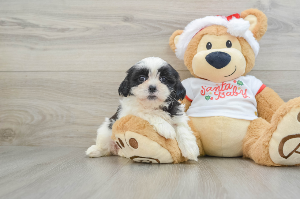 6 week old Teddy Bear Puppy For Sale - Lone Star Pups