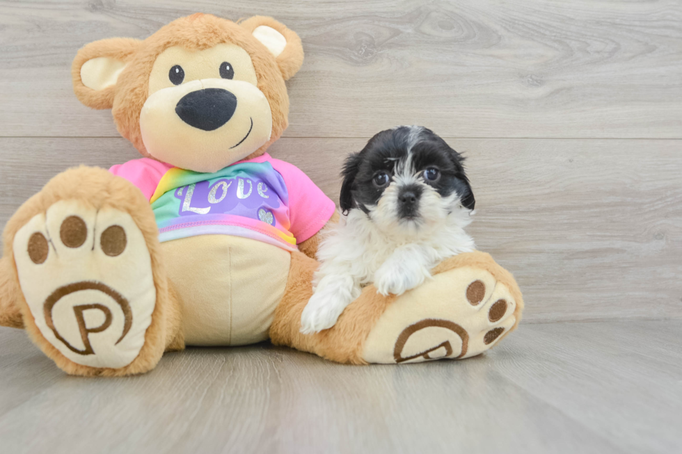 Playful Shichon Designer Puppy