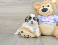 6 week old Teddy Bear Puppy For Sale - Lone Star Pups