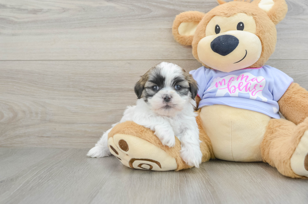 6 week old Teddy Bear Puppy For Sale - Lone Star Pups