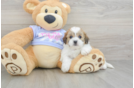 Smart Teddy Bear Designer Pup