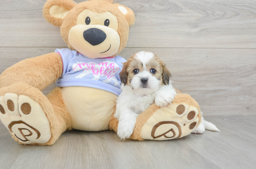 6 week old Teddy Bear Puppy For Sale - Lone Star Pups