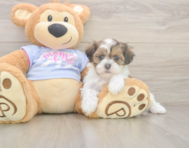 6 week old Teddy Bear Puppy For Sale - Lone Star Pups