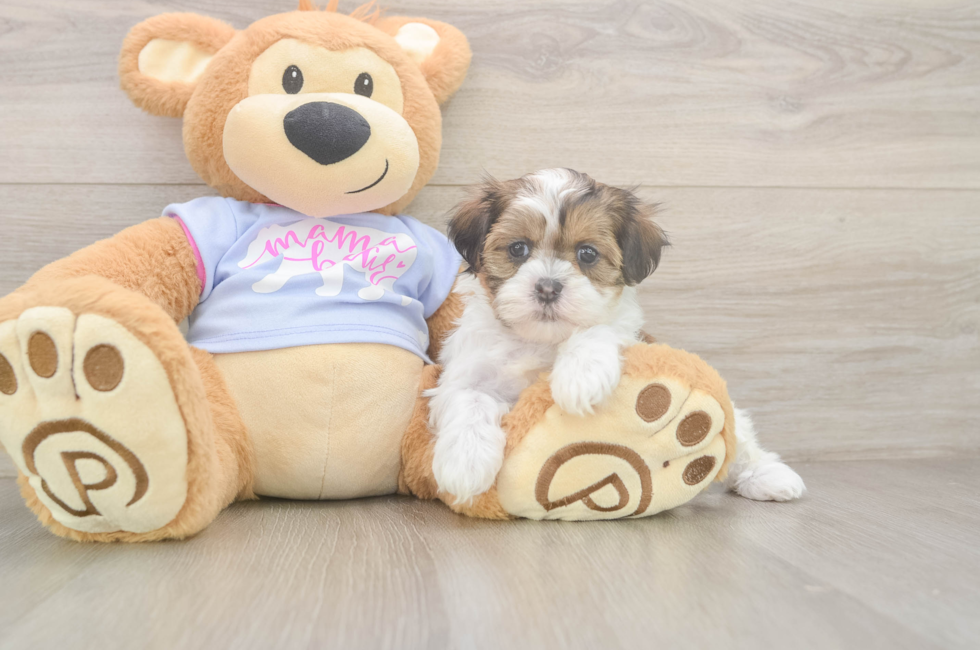 6 week old Teddy Bear Puppy For Sale - Lone Star Pups