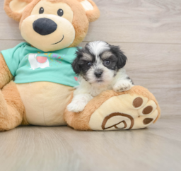 7 week old Teddy Bear Puppy For Sale - Lone Star Pups