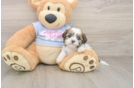 Teddy Bear Pup Being Cute