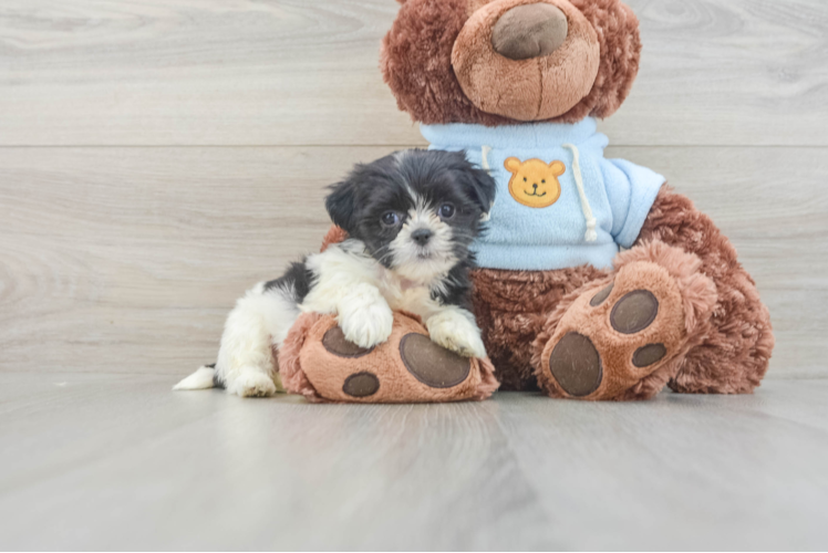 Popular Teddy Bear Designer Pup