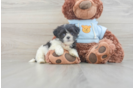 Popular Teddy Bear Designer Pup