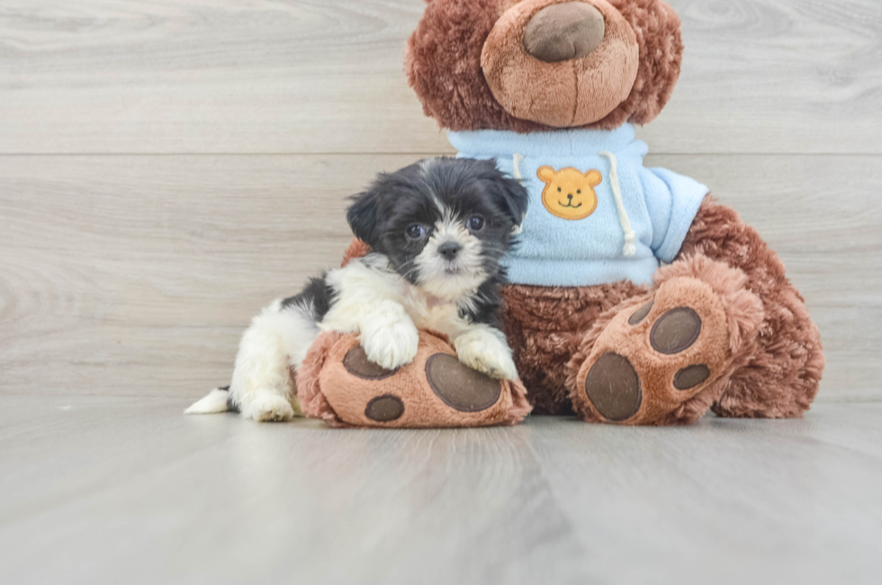 6 week old Teddy Bear Puppy For Sale - Lone Star Pups