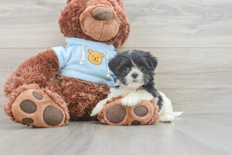 Petite Teddy Bear Designer Pup