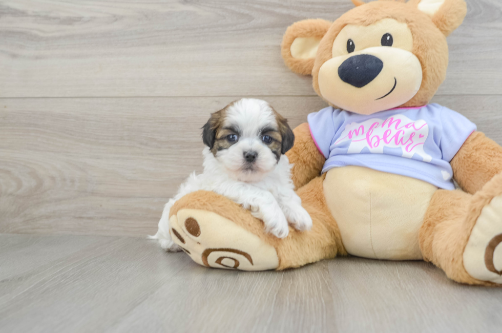 6 week old Teddy Bear Puppy For Sale - Lone Star Pups