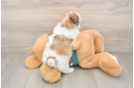 Little Shit Designer Puppy