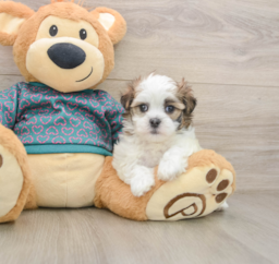 7 week old Teddy Bear Puppy For Sale - Lone Star Pups