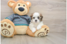Energetic Shi Chon Designer Puppy