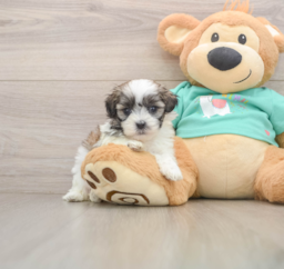 7 week old Teddy Bear Puppy For Sale - Lone Star Pups