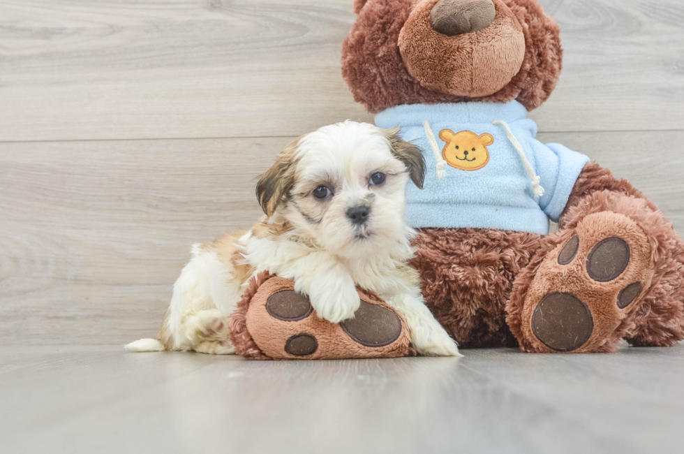 6 week old Teddy Bear Puppy For Sale - Lone Star Pups