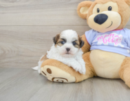 6 week old Teddy Bear Puppy For Sale - Lone Star Pups