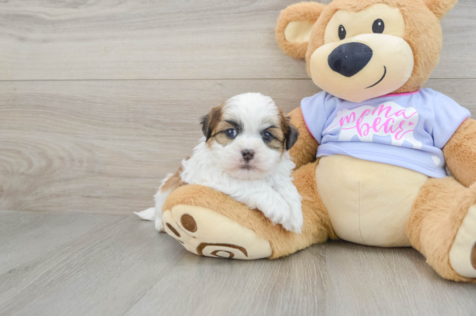 6 week old Teddy Bear Puppy For Sale - Lone Star Pups