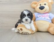 6 week old Teddy Bear Puppy For Sale - Lone Star Pups
