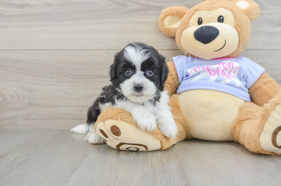 6 week old Teddy Bear Puppy For Sale - Lone Star Pups