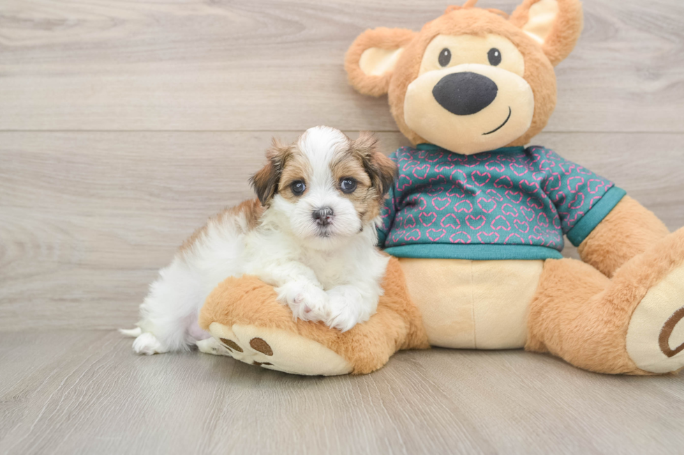 Best Teddy Bear Baby
