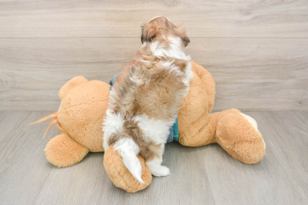 Sweet Teddy Bear Baby