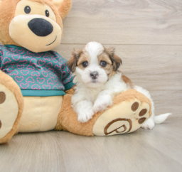 6 week old Teddy Bear Puppy For Sale - Lone Star Pups