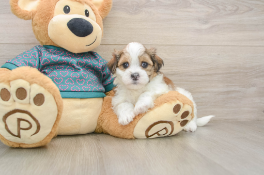 Funny Teddy Bear Designer Pup
