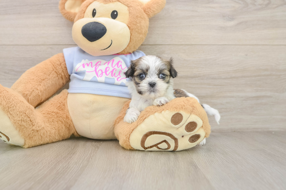 Teddy Bear Puppy for Adoption