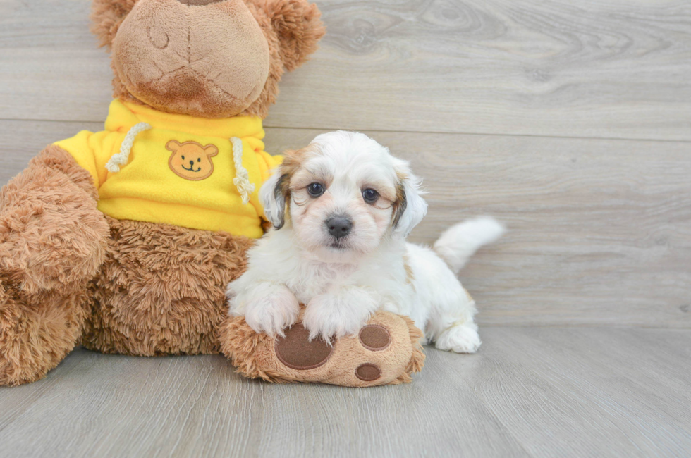 8 week old Teddy Bear Puppy For Sale - Lone Star Pups
