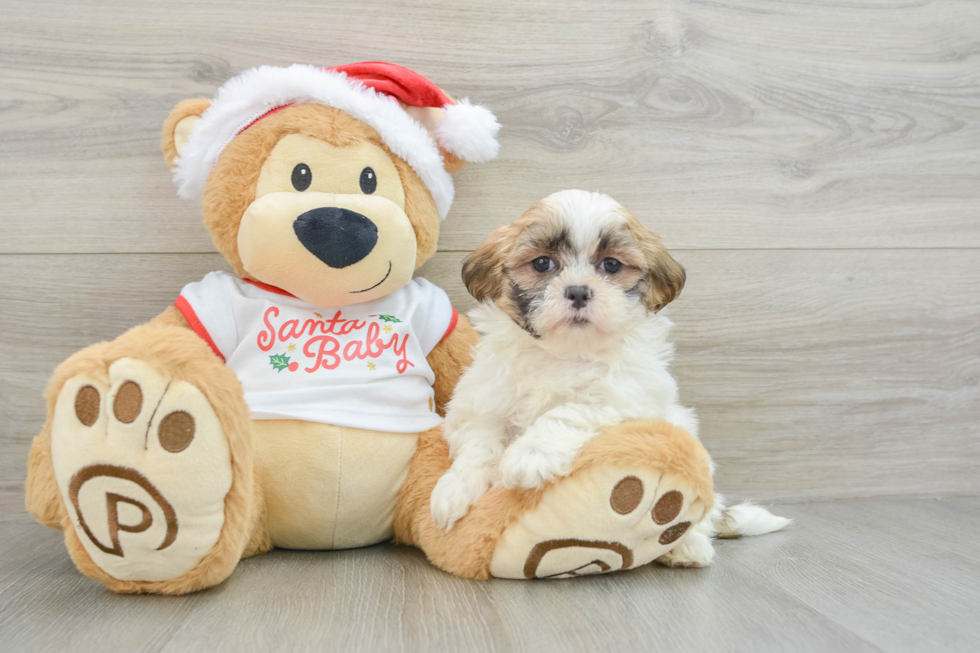 Energetic Shichon Designer Puppy