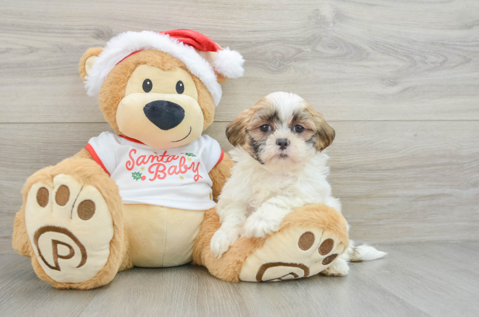 6 week old Teddy Bear Puppy For Sale - Lone Star Pups