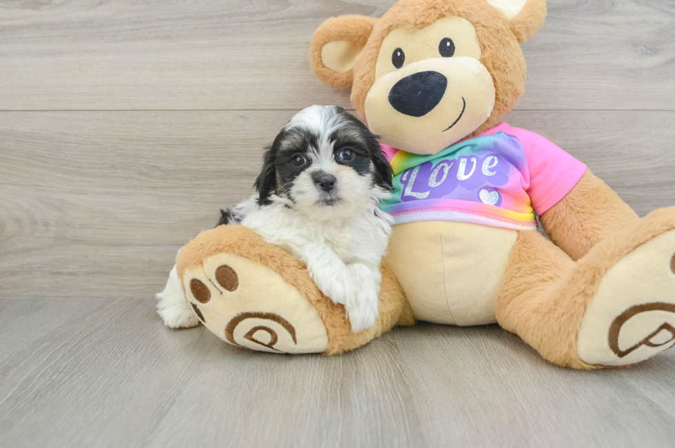 7 week old Teddy Bear Puppy For Sale - Lone Star Pups