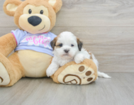 6 week old Teddy Bear Puppy For Sale - Lone Star Pups