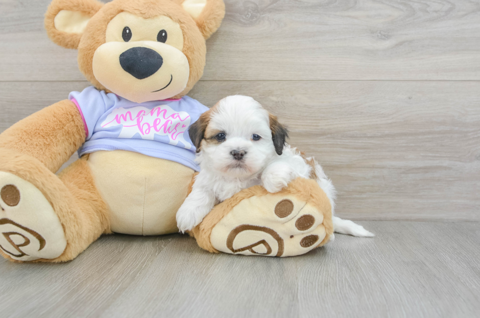 6 week old Teddy Bear Puppy For Sale - Lone Star Pups