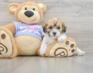 6 week old Teddy Bear Puppy For Sale - Lone Star Pups