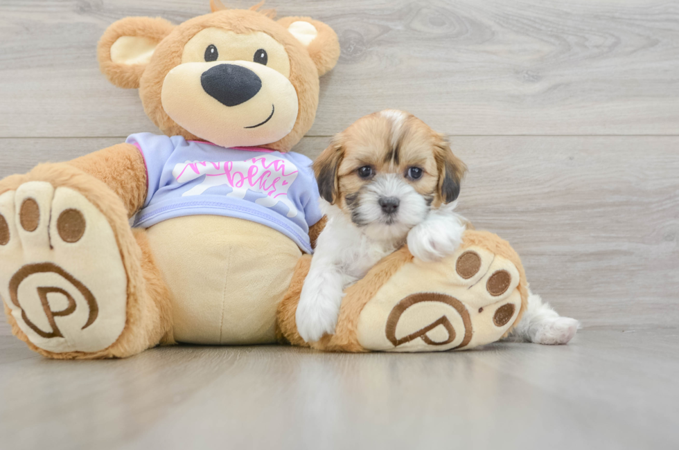 6 week old Teddy Bear Puppy For Sale - Lone Star Pups
