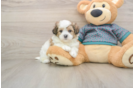 Best Teddy Bear Baby