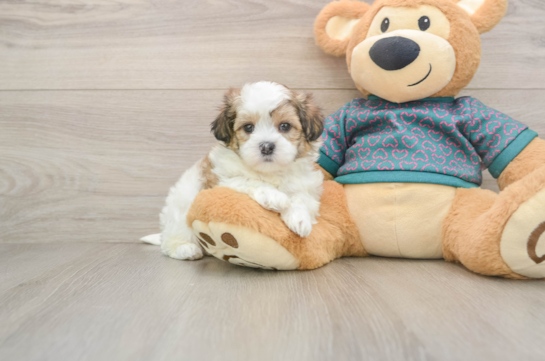 Best Teddy Bear Baby