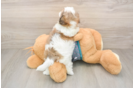 Best Teddy Bear Baby