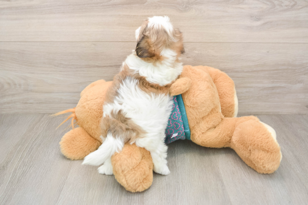 Best Teddy Bear Baby