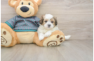 Teddy Bear Puppy for Adoption