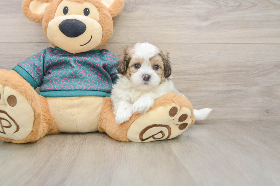 Teddy Bear Puppy for Adoption