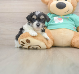 7 week old Teddy Bear Puppy For Sale - Lone Star Pups