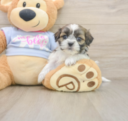 9 week old Teddy Bear Puppy For Sale - Lone Star Pups